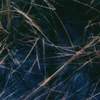 E-Lodie | © Bandcamp