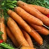 Daucus carota subsp. sativus - Muerten | © Bigstock