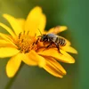 Haut ass de Bee Day | © Bigstock