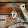 Iwwer Bierg an Dall: Tuermeil