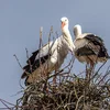 Iwwer Bierg an Dall: De wäisse Storch, Ciconia ciconia