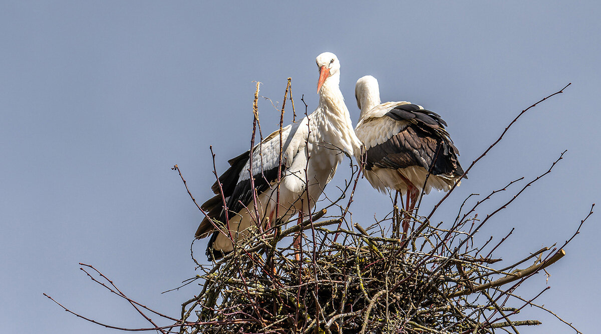 Iwwer Bierg an Dall: De wäisse Storch, Ciconia ciconia