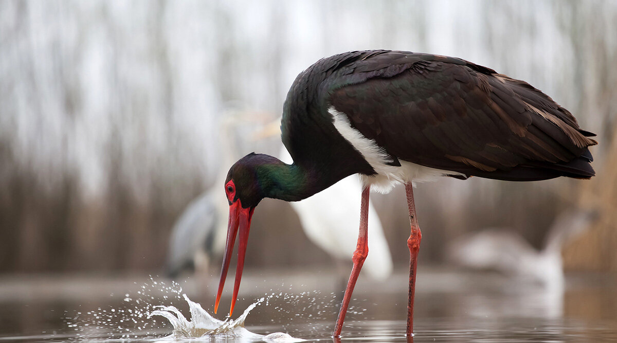 Iwwer Bierg an Dall: Schwaarze Storch