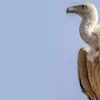 Iwwer Bierg an Dall: Gänsegeier
