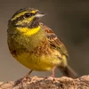 Iwwer Bierg an Dall: Den Zonkmësch
