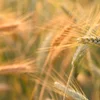 Diversifizéierung vun der Landwirtschaft