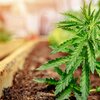 Ee Joer Legaliséierung vu Cannabis-Som