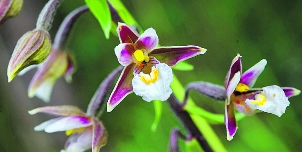 Orchideeën zu Lëtzebuerg