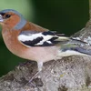 Iwwer Bierg an Dall: De Poufank