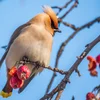 Iwwer Bierg an Dall: Peschtvull