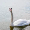 Iwwer Bierg an Dall: De verléifte Romantiker: De Schwan