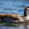 Iwwer Bierg an Dall: Nilgäns