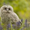 Iwwer Bierg an Dall: Bëschkauz, Strix aluco